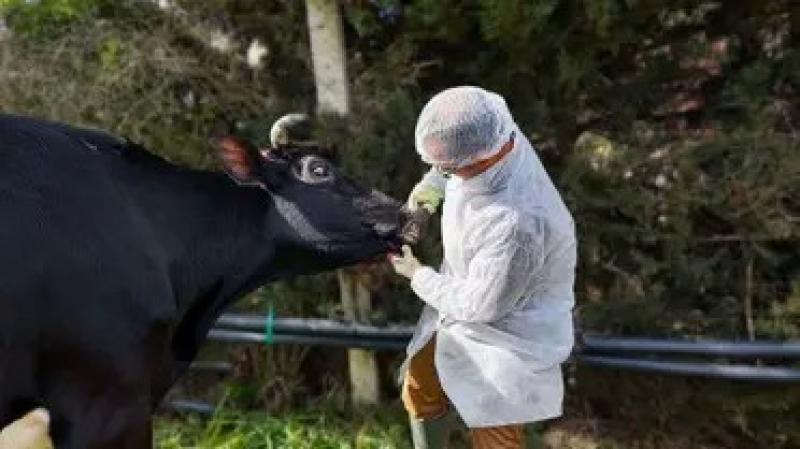 ألمانيا تواجه الحمى القلاعية لأول مرة منذ 37 عاما وفرض حظرا على نقل المواشى