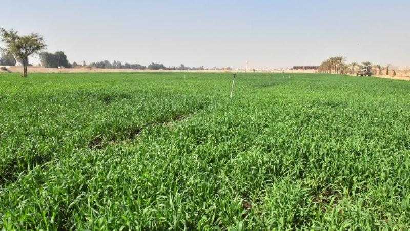 محافظ أسيوط: زراعة 150 فدان قمح يوفر الاحتياجات الغذائية وفرص العمل