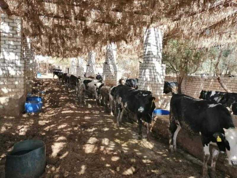 الزراعة تصدر تراخيص جديدة لمشروعات الثروة الحيوانية والداجنة