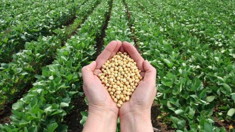 نجاحات في ظل التحديات .. مركز البحوث يكشف جهود الدولة فى قطاع الزراعة