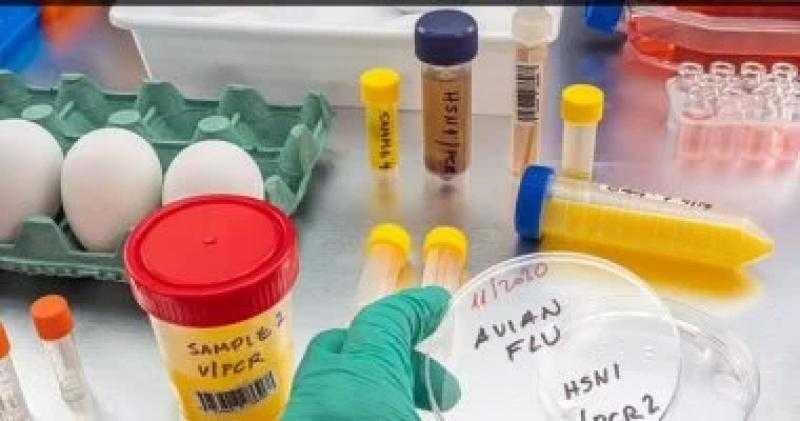 اكتشاف حالة إصابة بشرية بأنفلونزا الطيور في المملكة المتحدة