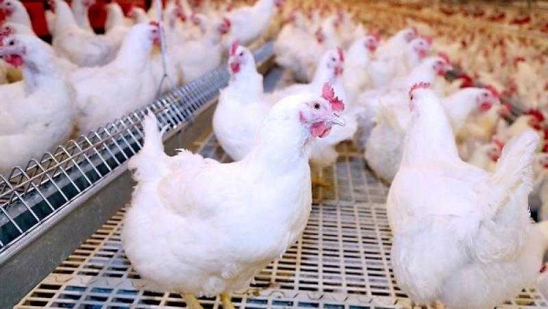 البيض والدواجن| وزير الزراعة يزف بشرى للمواطنين على الهواء قبل رمضان