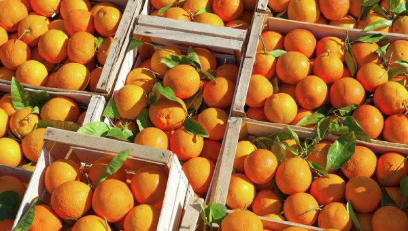 الزراعة تعلن تصدير 52 ألف طن موالح الأسبوع الماضى