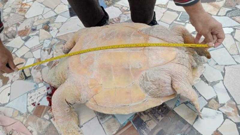 التعليم العالي: نقل سلحفاة بحرية نافقة بشاطئ النخيل لتحنيطها بمتحف الإسكندرية
