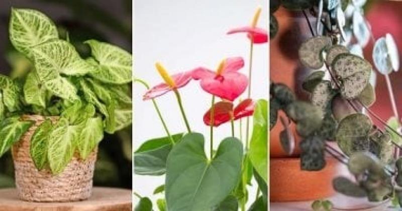 4 نباتات منزلية بأوراق على شكل قلب.. هدية مثالية لعيد الحب غير الورد