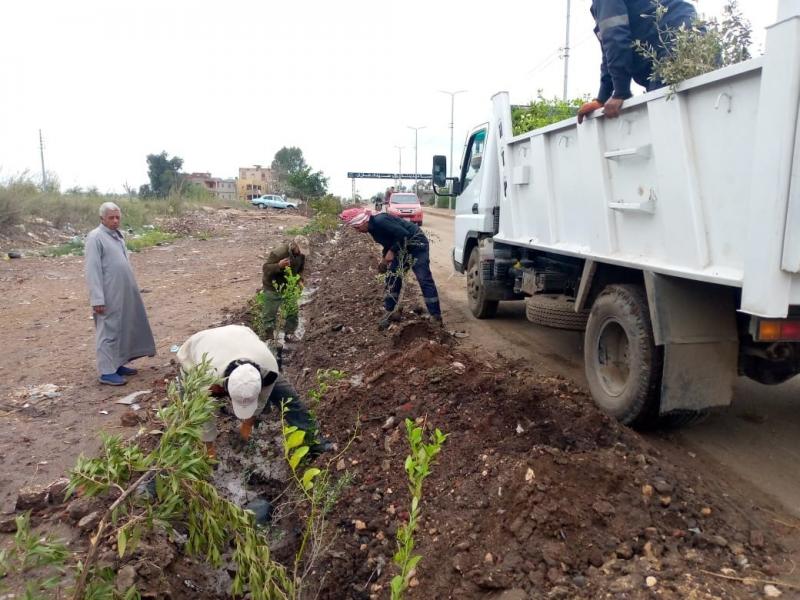 غرس 120 شجرة مثمرة وزينة في بسيون بالغربية