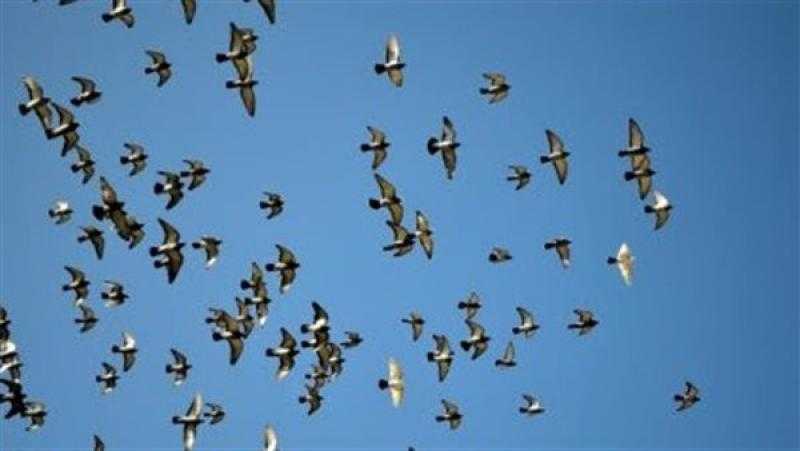 بمشاركة 16 ألف طائر.. انطلاق سباق الجمهورية للحمام الزاجل من سوهاج