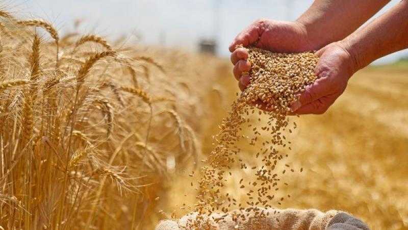 وزير التموين: نستهلك 25 ألف طن قمح يوميا.. والاحتياطي الإستراتيجي يصل لـ5 أشهر
