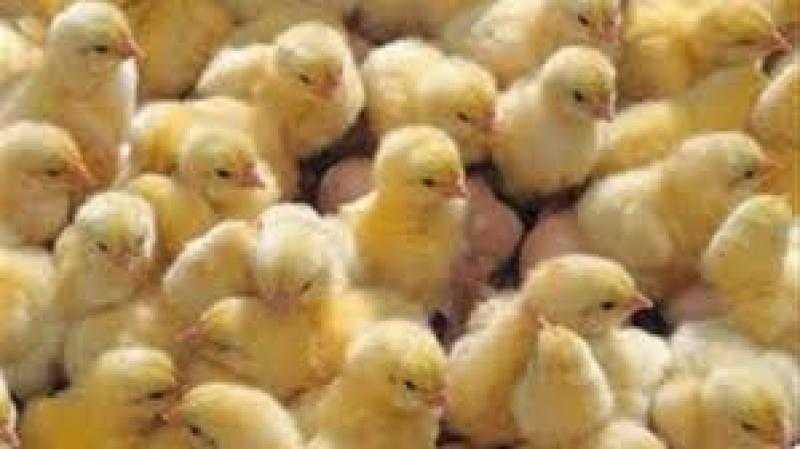الكتكوت بـ61 جنيه.. نائب رئيس اتحاد منتجي الدواجن يزف بشرى سارة للمواطنين