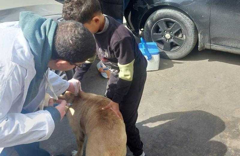 تطعيم كلاب الشوارع غرب الإسكندرية ضد مرض السعار