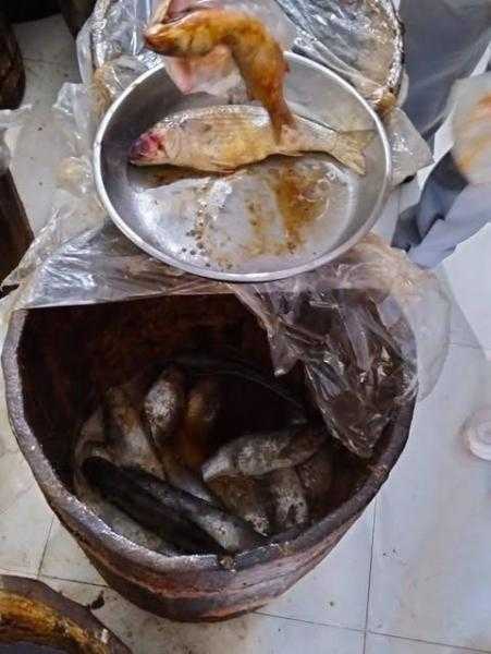 محافظ كفر الشيخ: ضبط 500 كيلو أسماك ولحوم مجمدة مجهولة المصدر