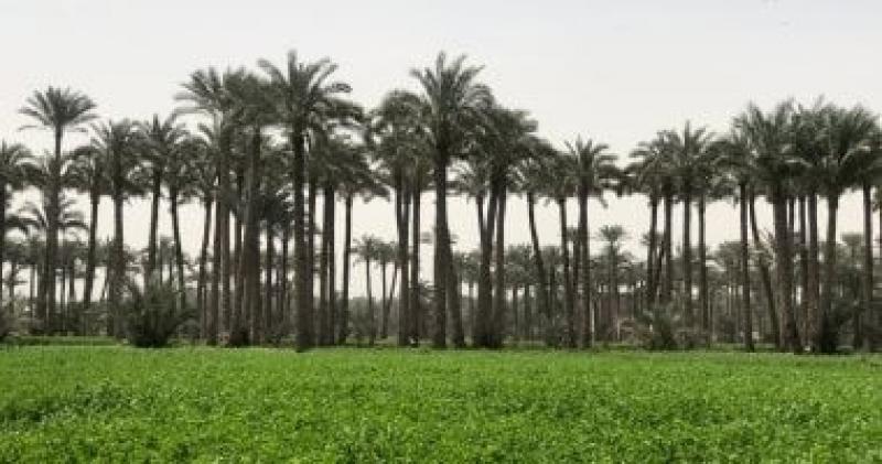 مركز المناخ: هناك تأثيرات للتذبذبات فى درجات الحرارة على المحاصيل