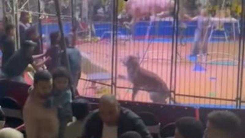 أسد يهاجم أحد العاملين فى سيرك بطنطا ويصيبه بجروح متفرقة