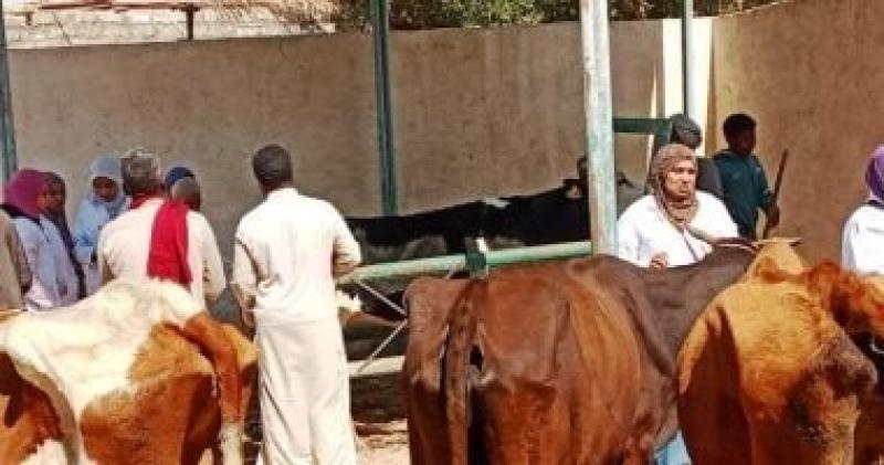 غدا تنطلق حملة تحصين الثروة الحيوانية بأسوان ضد الحمى القلاعية