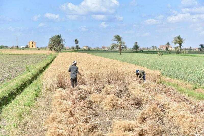 التموين تستقبل 360 طن قمح من محافظة الفيوم في موسم 2025
