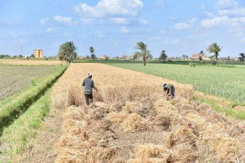 التموين تبدأ استلام القمح المحلى الثلاثاء المقبل.. وتحدد سعر الأردب