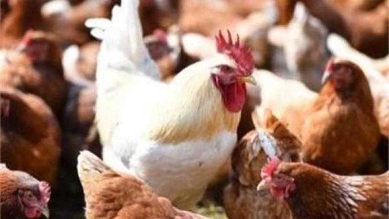أسعار الدواجن اليوم الجمعة 11 - 4 - 2025