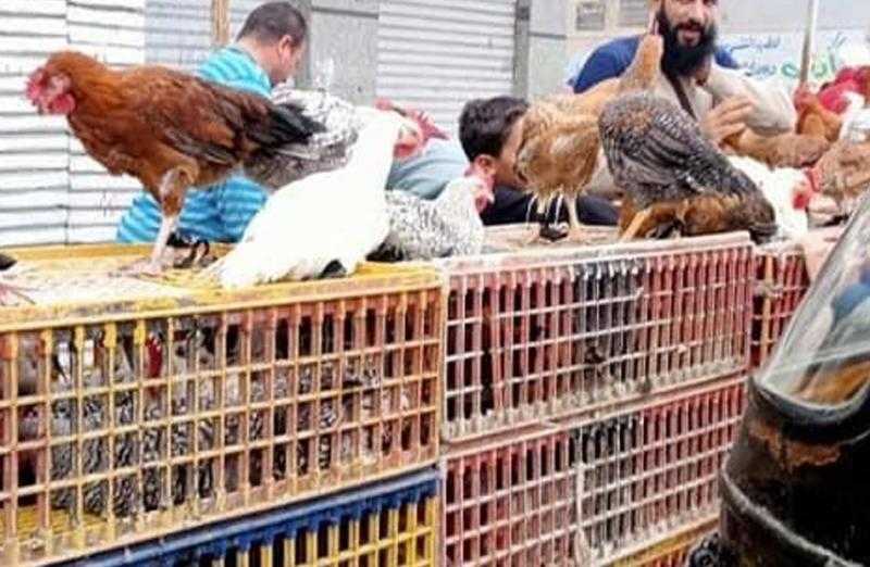 الإحصاء: 7.3% نسبة زيادة لحوم الطيور والدواجن في مصر