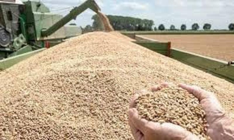 420 نقطة تجميع على مستوى الجمهورية لاستقبال الأقماح من الموردين بسعر 2200 ‏جنيه للأردب