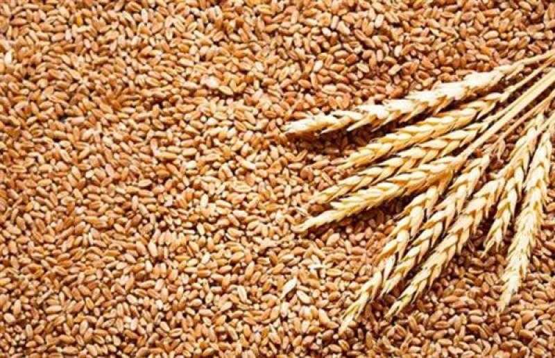التموين تُقرر صرف مستحقات موردي القمح خلال 48 ساعة