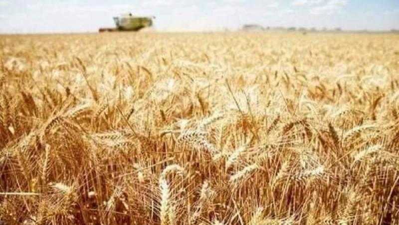 زراعة القليوبية: توريد 3.4 طن قمح من المزارعين