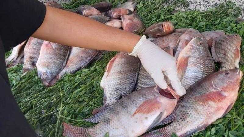 استعداداً لأعياد الربيع.. بيطري قنا تشن حملات مكثفة على الأسواق