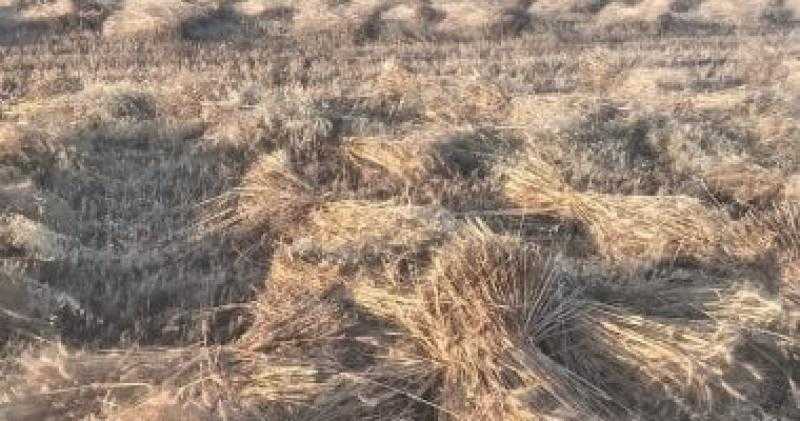 استمرار حصاد محصول القمح فى أسيوط وتوريد 7924 طنا حتى الآن