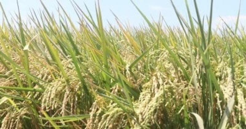 مركز البحوث الزراعية: إنتاج 1000 طن تقاوى معتمدة من الأرز للموسم الحالى