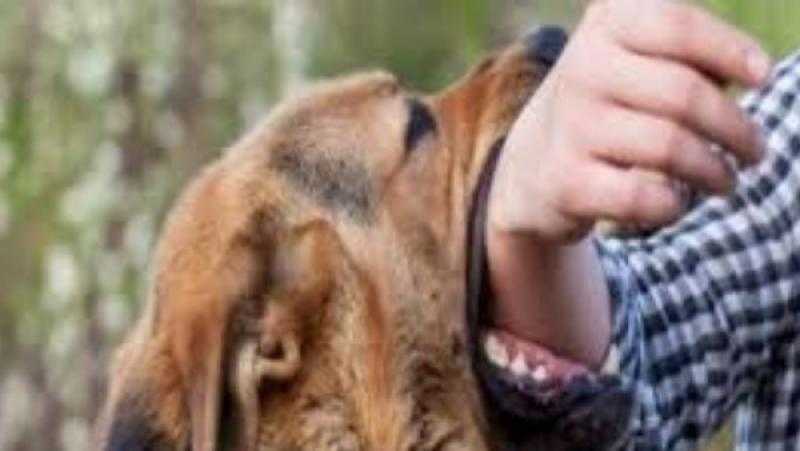 الأطباء البيطريين تحذر من كارثة: لدينا 30 مليون كلب ضال في الشوارع