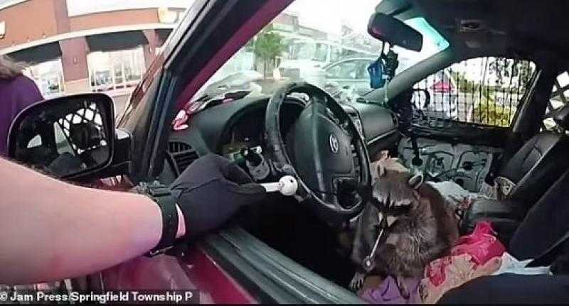 القبض على أمريكية بصحبتها حيوان راكون أثناء تدخينه المخدرات بالشارع.. فيديو