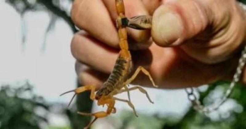 الجارديان: العقارب تجتاح عدة مدن فى البرازيل بسبب التغيرات المناخية