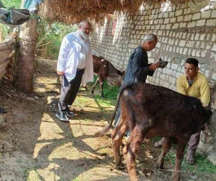 تحصين 113014 رأس ماشية ضد الحمى القلاعية والوادي المتصدع في الفيوم