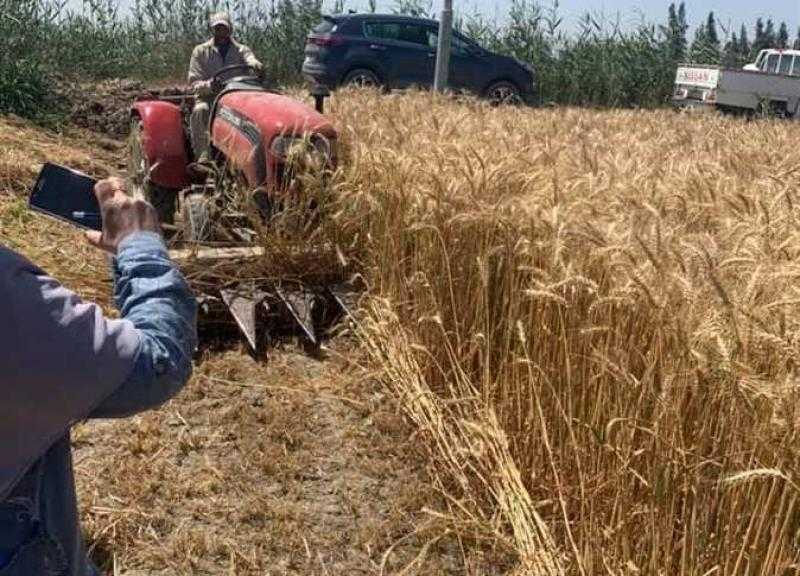 المنوفية: توريد 40 ألف طن قمح منذ بدء الموسم