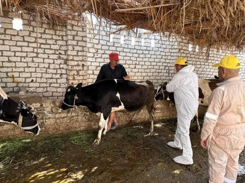 ”الخدمات البيطرية” تفحص أكثر من 13 ألف رأس ماشية خلال أبريل| صور
