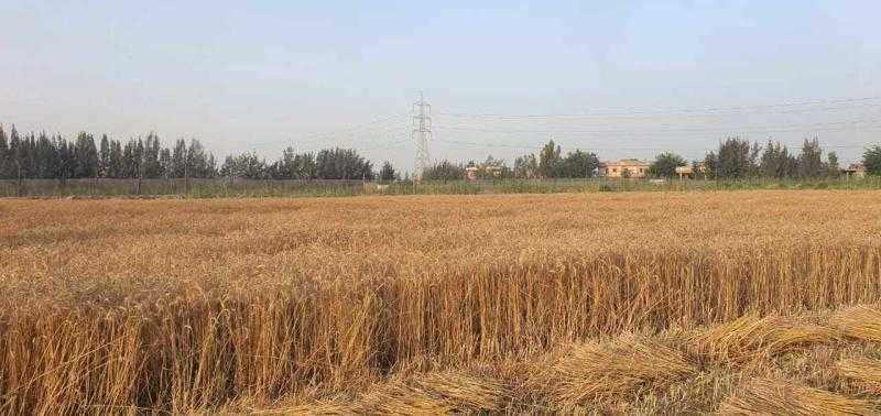 بدء موسم حصاد القمح من مزرعة كلية الزراعة في جامعة دمنهور