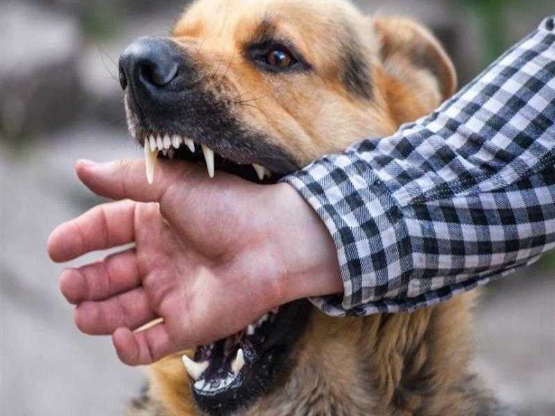 كلب مسعور يعقر 3 مواطنين ويسبب لهم إصابات خطيرة في بني سويف