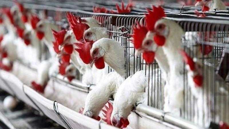 حقيقة نفوق 30% من الدواجن في مصر بسبب فيروس وبائي