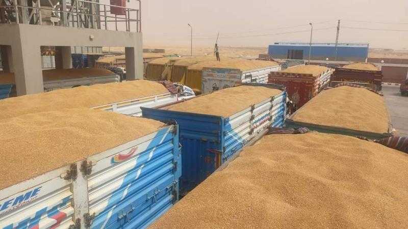 صوامع الشرقية تستقبل 512 ألف طن قمح في موسم الحصاد