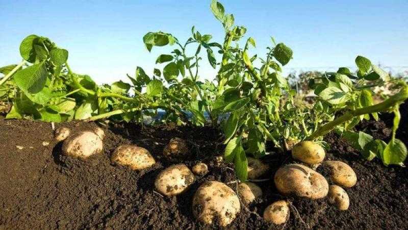 وزير الزراعة: مليون طن بطاطس تم تصديرها في 2025 مقارنة بـ650 ألفا في العام الماضي