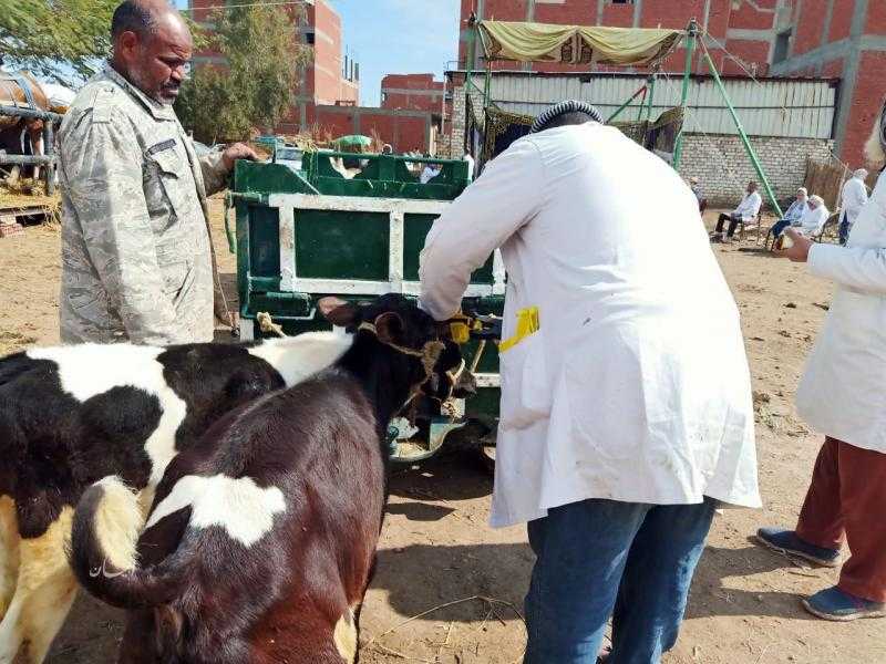 إطلاق قافلة بيطرية بقرية الجبيل بجنوب سيناء لدعم المربين