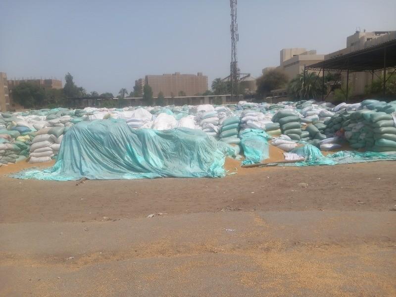 الانتهاء من حصاد 188 ألف فدان من القمح وتوريد أكثر من 147 ألف طن بأسيوط.. صور