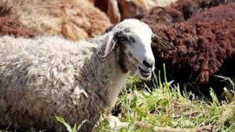 هل صحكوك الأضحية لها نفس ثواب الذبح؟.. الفتوى ترد