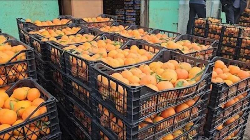 سعر البرتقال المصري يسجل مستويات قياسية في التصدير