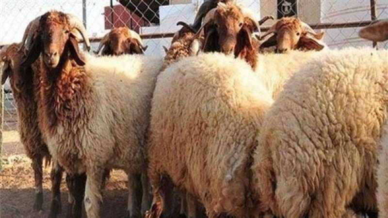 ”الزراعة” تنشر فيديوهات وملصقات لتوعية المواطنين بكيفية اختيار الأضاحي السليمة وشراء اللحوم