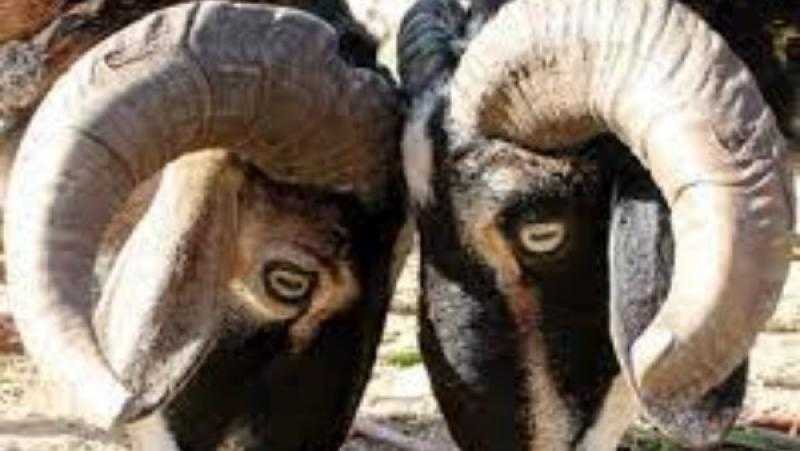 الخدمات البيطرية: رفع درجة الاستعداد بالمجازر استعدادا لعيد الأضحى