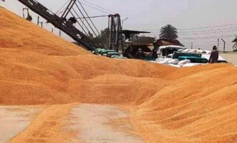 توريد 209 آلاف طن قمح بكفر الشيخ