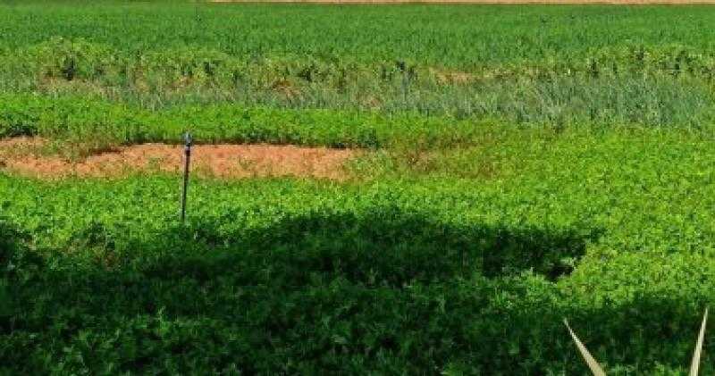 نصائح مهمة للمزارعين للتعامل مع ارتفاع درجات الحرارة