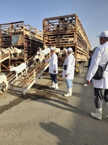 وزير الزراعة يتابع أعمال البعثة البيطرية المصرية للإشراف على الهدي والأضاحي بالمملكة العربية السعودية