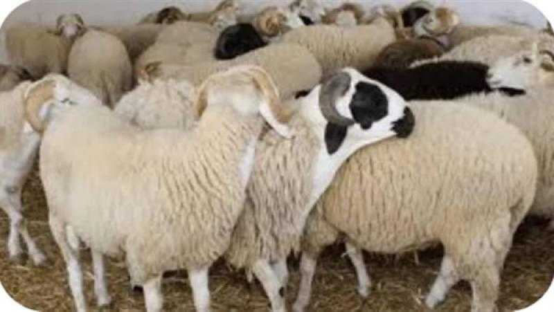 رئيس غرفة الوادي الجديد: أسعار الأضاحي تشهد استقرارًا نسبيًا