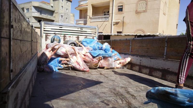 تموين الإسكندرية: إحباط محاولة بيع لحوم فاسدة بأختام حكومية مزورة